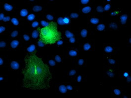 TMEFF2 Antibody in Immunocytochemistry (ICC/IF)