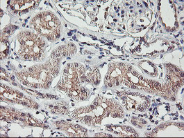 TMEFF2 Antibody in Immunohistochemistry (Paraffin) (IHC (P))