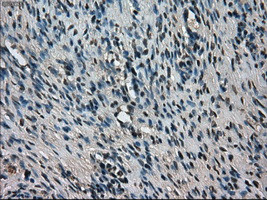 TMEM100 Antibody in Immunohistochemistry (Paraffin) (IHC (P))