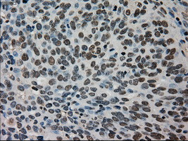 TMEM100 Antibody in Immunohistochemistry (Paraffin) (IHC (P))