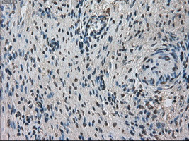 TMEM100 Antibody in Immunohistochemistry (Paraffin) (IHC (P))