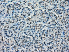 TMEM100 Antibody in Immunohistochemistry (Paraffin) (IHC (P))