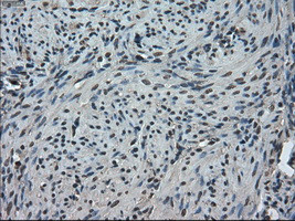 TMEM100 Antibody in Immunohistochemistry (Paraffin) (IHC (P))