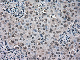 TMEM100 Antibody in Immunohistochemistry (Paraffin) (IHC (P))