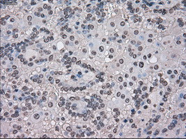 TMEM100 Antibody in Immunohistochemistry (Paraffin) (IHC (P))