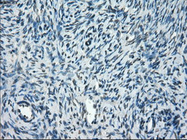 TMEM100 Antibody in Immunohistochemistry (Paraffin) (IHC (P))