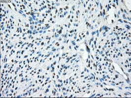 TMEM100 Antibody in Immunohistochemistry (Paraffin) (IHC (P))