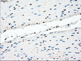 TMEM100 Antibody in Immunohistochemistry (Paraffin) (IHC (P))