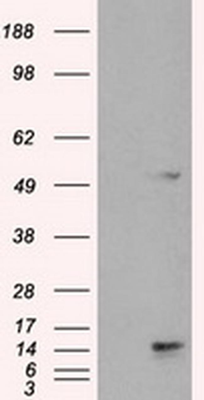 TMEM100 Antibody in Western Blot (WB)