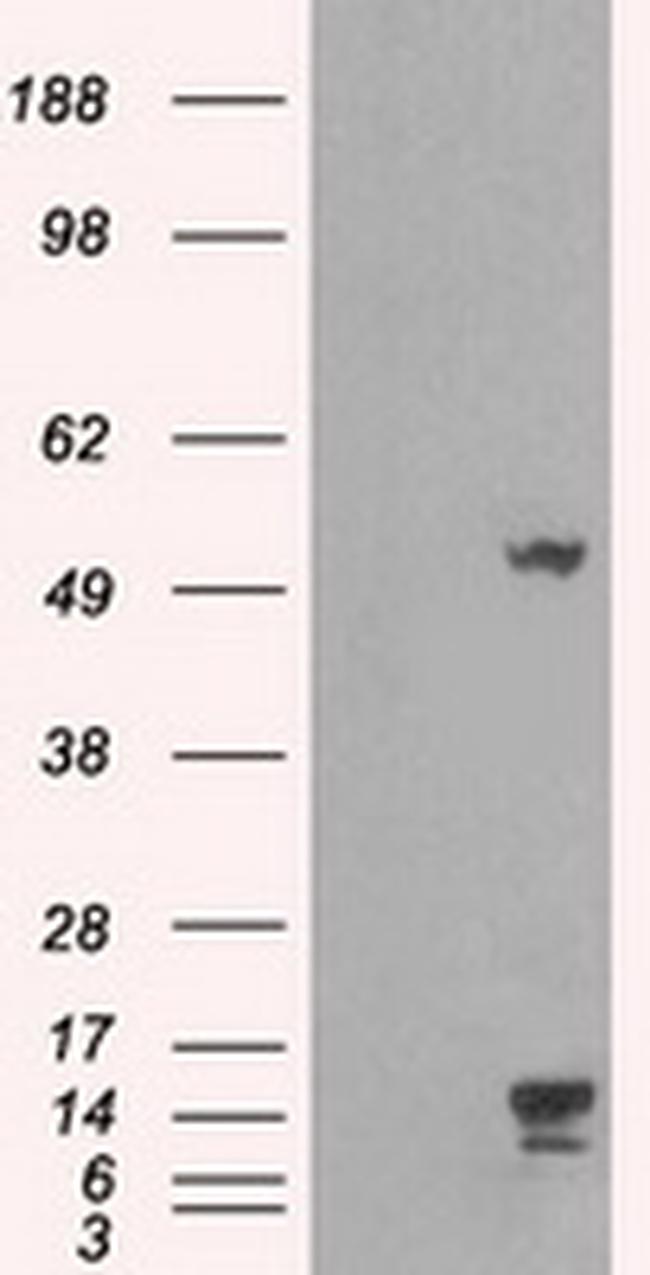 TMEM100 Antibody in Western Blot (WB)