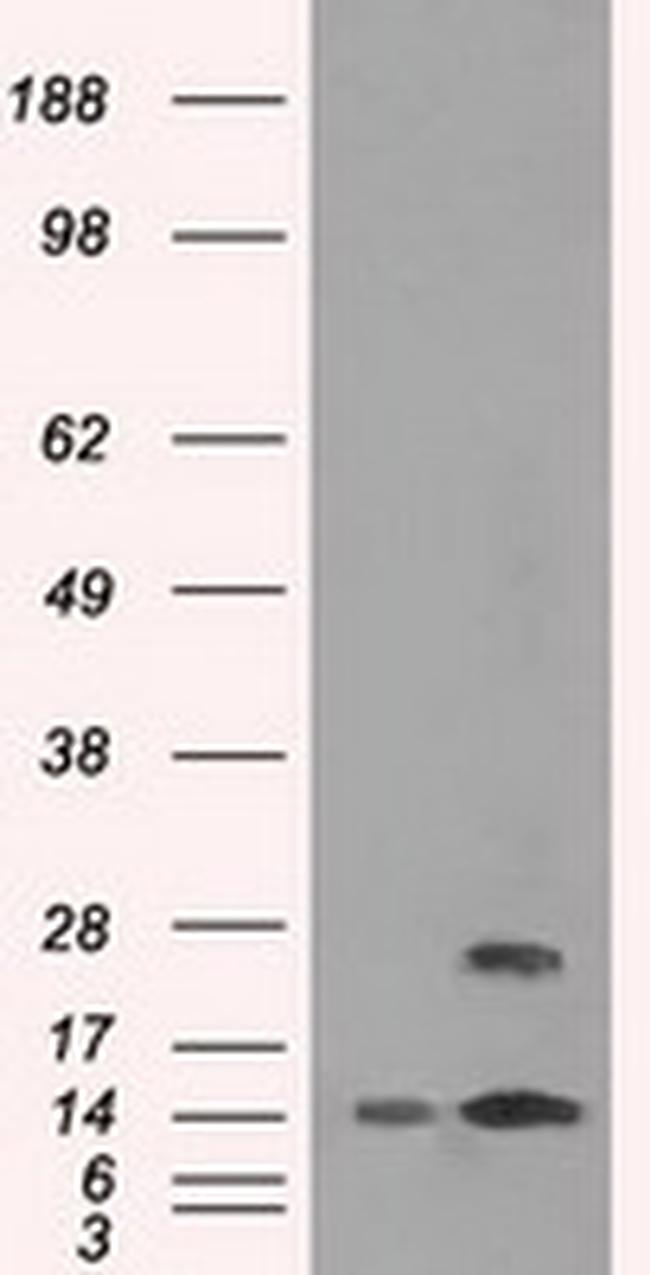 TMEM100 Antibody in Western Blot (WB)