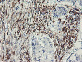 TMEM173 Antibody in Immunohistochemistry (Paraffin) (IHC (P))