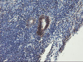 TMEM173 Antibody in Immunohistochemistry (Paraffin) (IHC (P))