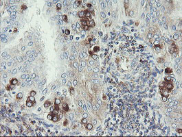 TMEM173 Antibody in Immunohistochemistry (Paraffin) (IHC (P))