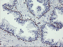 TMEM173 Antibody in Immunohistochemistry (Paraffin) (IHC (P))