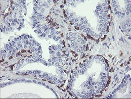 TMEM173 Antibody in Immunohistochemistry (Paraffin) (IHC (P))