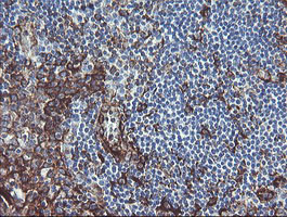 TMEM173 Antibody in Immunohistochemistry (Paraffin) (IHC (P))