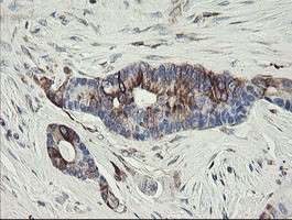 TMEM173 Antibody in Immunohistochemistry (Paraffin) (IHC (P))