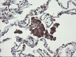 TMEM173 Antibody in Immunohistochemistry (Paraffin) (IHC (P))