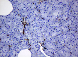 TMEM173 Antibody in Immunohistochemistry (Paraffin) (IHC (P))