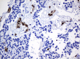 TMEM173 Antibody in Immunohistochemistry (Paraffin) (IHC (P))