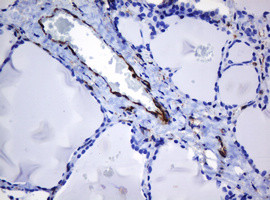 TMEM173 Antibody in Immunohistochemistry (Paraffin) (IHC (P))