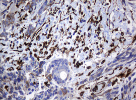 TMEM173 Antibody in Immunohistochemistry (Paraffin) (IHC (P))