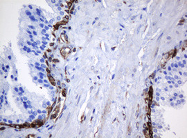 TMEM173 Antibody in Immunohistochemistry (Paraffin) (IHC (P))