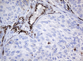 TMEM173 Antibody in Immunohistochemistry (Paraffin) (IHC (P))