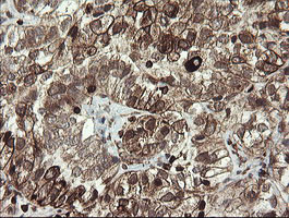 TMEM173 Antibody in Immunohistochemistry (Paraffin) (IHC (P))