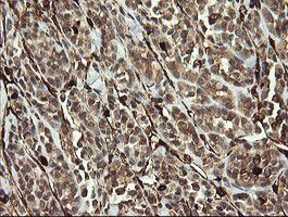 TMEM173 Antibody in Immunohistochemistry (Paraffin) (IHC (P))