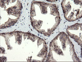 TMEM173 Antibody in Immunohistochemistry (Paraffin) (IHC (P))