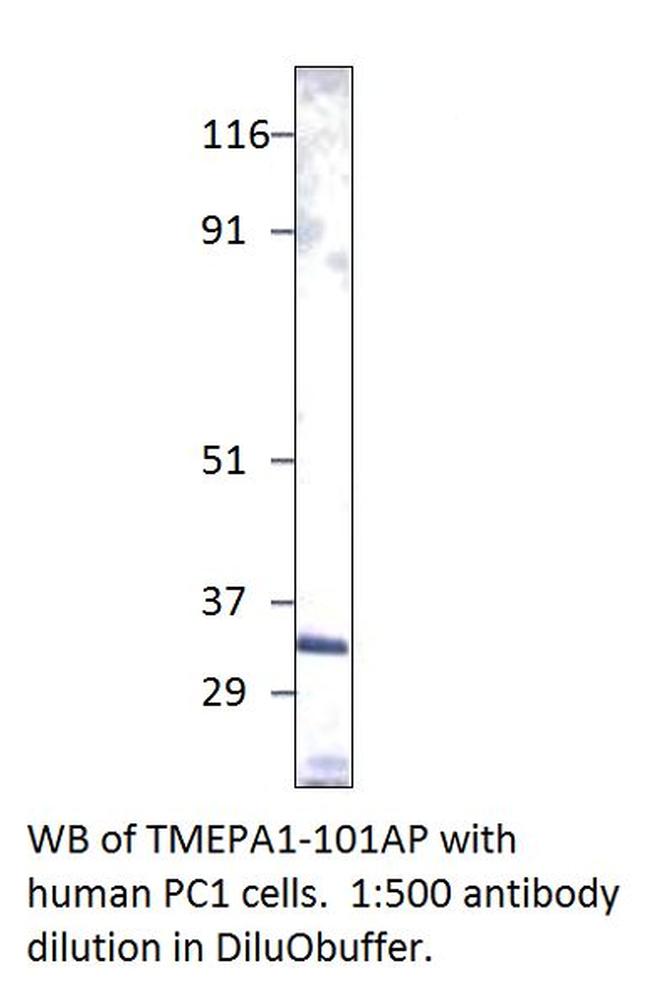 TMEPAI Antibody in Western Blot (WB)