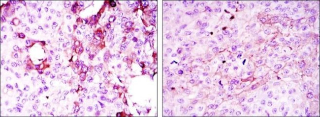 TNFRSF11B Antibody in Immunohistochemistry (Paraffin) (IHC (P))