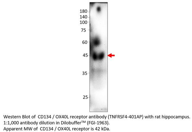 CD134/OX40L receptor Antibody in Western Blot (WB)