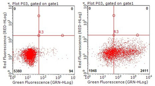 TNFRSF8 Antibody in Flow Cytometry (Flow)