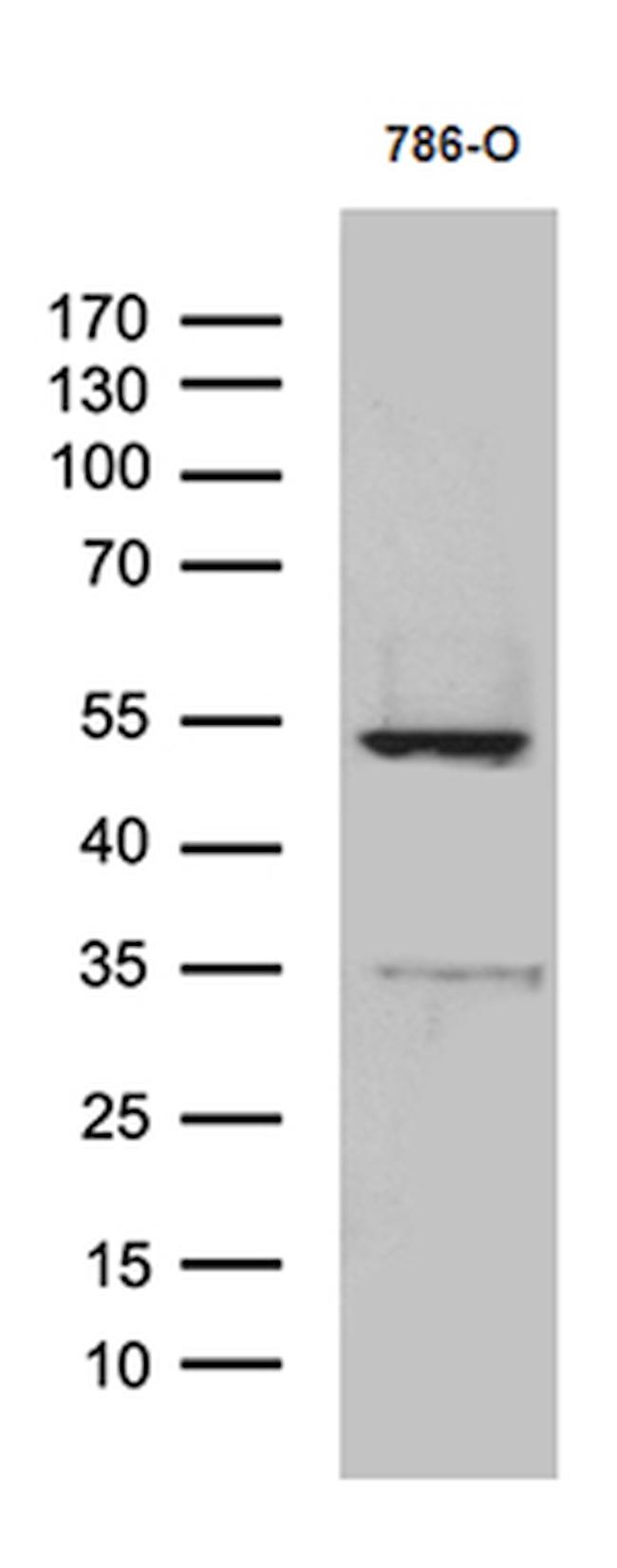 TNFSF10 Antibody in Western Blot (WB)