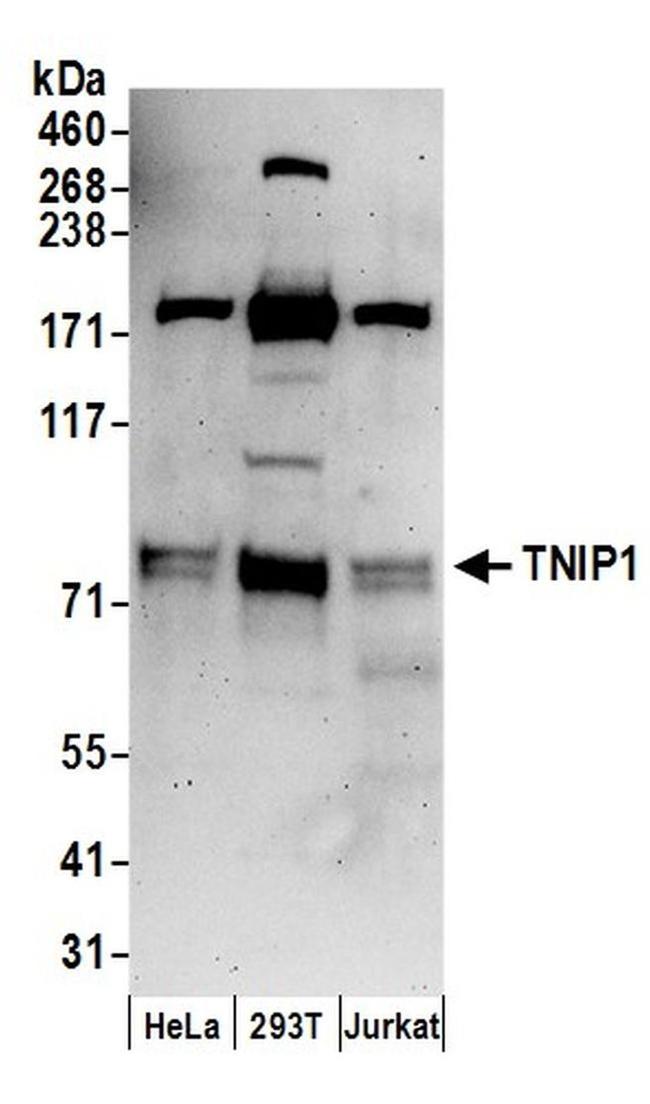 TNIP1 Antibody in Western Blot (WB)