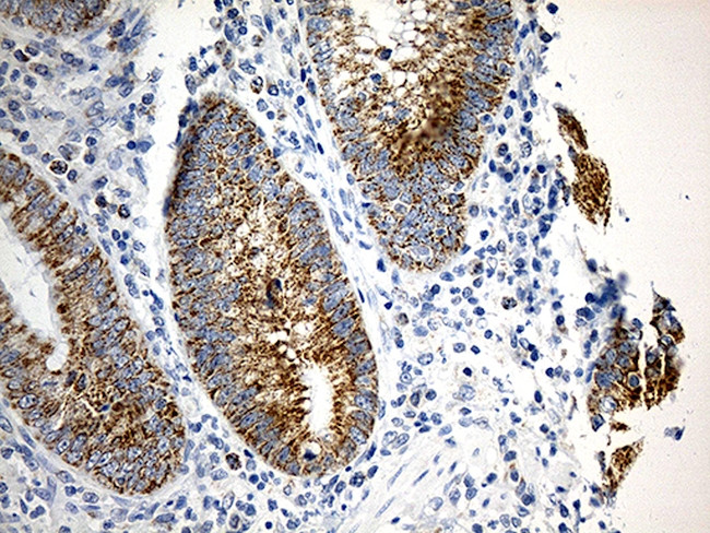 TOMM40 Antibody in Immunohistochemistry (Paraffin) (IHC (P))