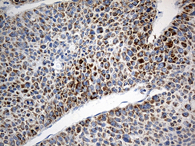 TOMM40 Antibody in Immunohistochemistry (Paraffin) (IHC (P))