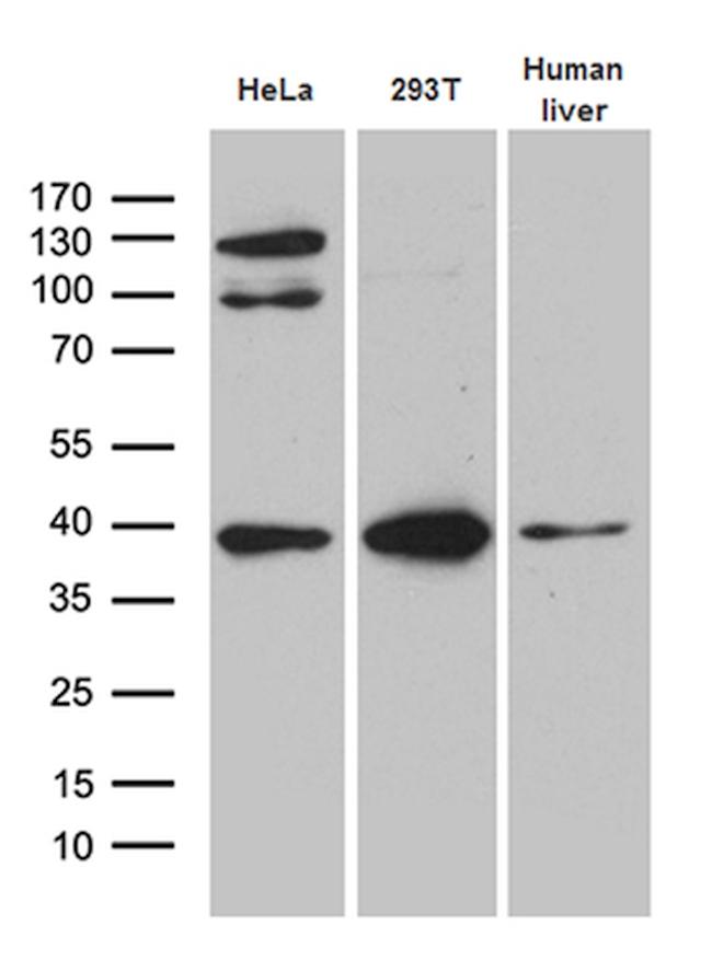 TOMM40 Antibody in Western Blot (WB)