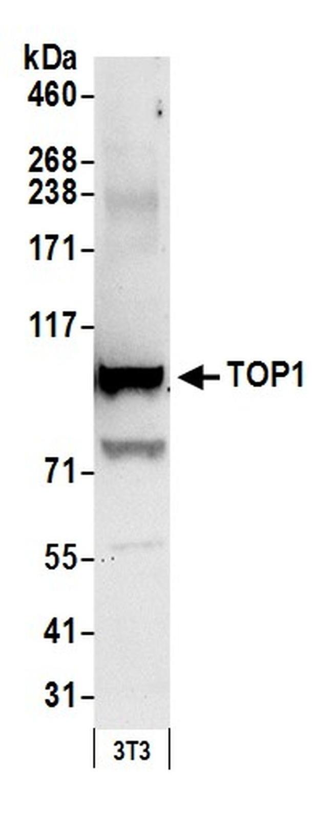 TOP1 Antibody in Western Blot (WB)