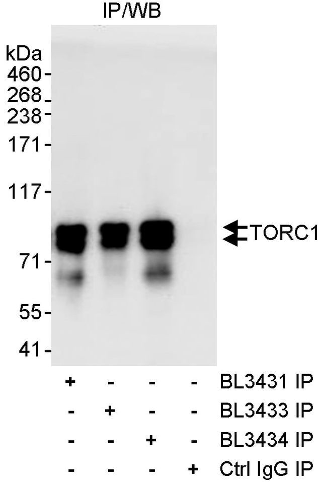 TORC1 Antibody in Immunoprecipitation (IP)