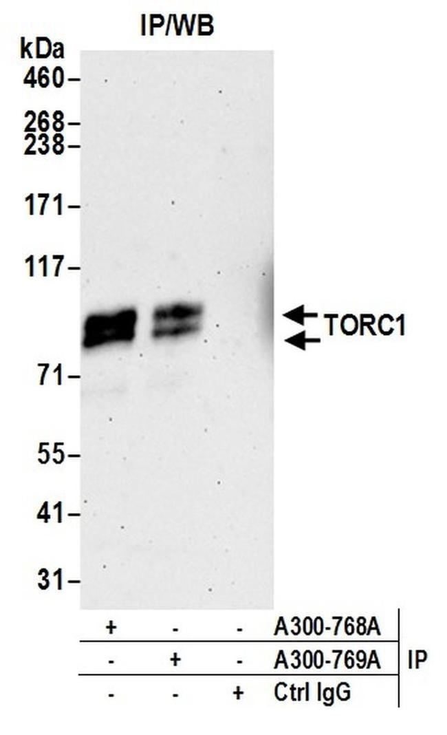 TORC1 Antibody in Western Blot (WB)