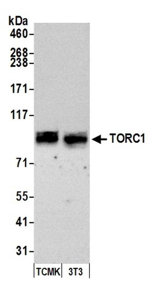 TORC1 Antibody in Western Blot (WB)