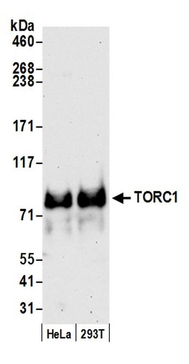 TORC1 Antibody in Western Blot (WB)