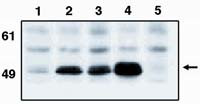 p53 Antibody in Western Blot (WB)