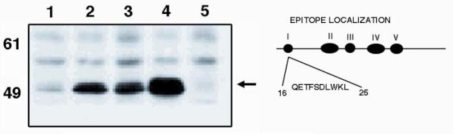 p53 Antibody in Western Blot (WB)