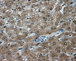 TPMT Antibody in Immunohistochemistry (Paraffin) (IHC (P))