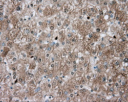 TPMT Antibody in Immunohistochemistry (Paraffin) (IHC (P))